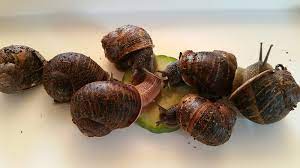 Maybe you would like to learn more about one of these? Open Urbanism The Life And Death Of Snail How To Keep Snails And Preserve Their Shells