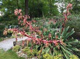 Image result for Beschorneria yuccoides