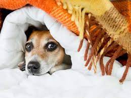 * * * süßigkeiten pl sweets, us candy sg Hundeween Ist Dein Vierbeiner Vor Den Geistern Sicher Tibeo