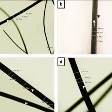 Could someone please direct me to a book or someone that could teach me how to do this. Pdf Morphology And Morphometry Of Raw Camel Hair Of Some Sudanese Camel Types In Kordofan States