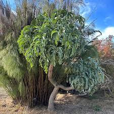 Image result for Cussonia spicata