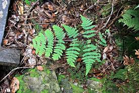 Image result for Histiopteris