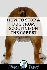 Pin On Dog Care