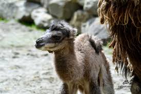 Once a year, people bring their camels to an area of land in abu dhabi. Meet Our New Baby Camel Calgary Zoo Blog