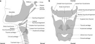 Image result for Hyoid Bone