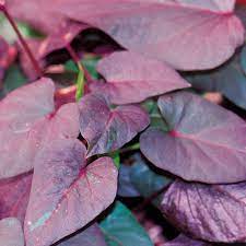 Check spelling or type a new query. Black Heart Sweet Potato Vine Ipomoea Batatas Proven Winners