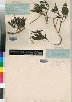 Image result for Morinda angolensis