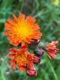 Image result for Emilia coccinea