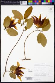 Image result for Strophanthus bequaertii