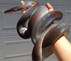 Most importantly, they are highly iridescent, especially after they shed. This Rainbow Python S Scales Woahdude