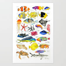 Pen And Ink Watercolored Fish Species Chart Art Print By Hannahjakob