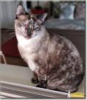 Tortoiseshell Cat: Personality, Behavior & Colors - Catsfud