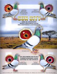 Pigeonauctions Com Auction 68026 Samdpr the new season start !!!!! pigeonauctions com auction 68026