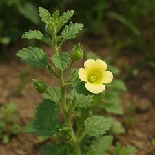 Image result for Pedalium