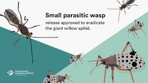 Typically with a social wasps are pests in many temperate regions of the world. Epa Nz On Twitter Approval Has Been Given For The Release Of A Small Parasitic Wasp To Help Eradicate The Giant Willow Aphid The Aphids Transform Willow Sap Into Honeydew And
