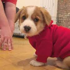 Our corgi puppies for sale are raised with extra care and specialized training. Welsh Corgi Puppies For Sale My Fluffy Welsh Corgi Home Facebook