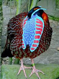 Bird With Colorful Feathers Temminck S Tragopan 6 Tragopan Temminckii Pet Birds Wild Birds Colorful Birds