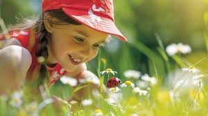 Free Serene Daisy Field Image