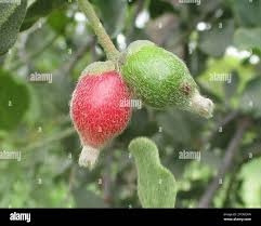 Image result for Erianthemum ngamicum