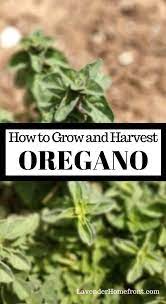 How To Grow And Harvest Oregano Oregano Oregano Plant Harvesting Herbs