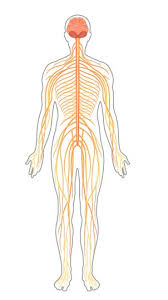The picture you have in your mind of the nervous system probably includes the brain, the nervous tissue contained within the cranium, and the spinal cord, the extension of nervous tissue within the vertebral column. Peripheral Nervous System Read Biology Ck 12 Foundation