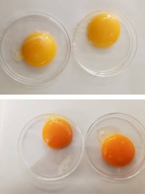 No Yolk About It: Council Demonstrates How Corn Distillers Oil Creates  Favorable Pigmentation In Mexican Egg Yolks - U.S. Grains & BioProducts  Council