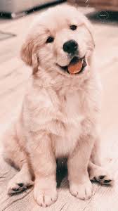 Pin By Zeyneb On Dogs Cute Dog Wallpaper Cute Puppy Wallpaper Super Cute Puppies