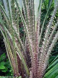 You will know about good things and evil things.' # 3:5 the snake wanted the woman to stop trusting god. Salacca Magnifica Salacca Zalacca Salacca Sala Snake Fruit Toptropicals Com