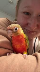 Green cheek conure for sale in Alabama