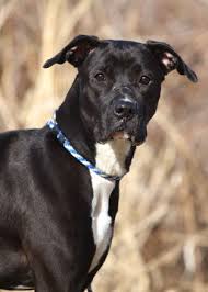The akc also has an excellent list of boxer rescues on their site. Dog For Adoption Nina A Boxer Labrador Retriever Mix In Kansas City Mo Petfinder