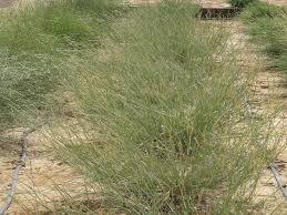 Image result for Halopyrum mucronatum