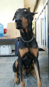 Where can i go to get a doberman? Lost Male Doberman Stray Dogs And Cats Philippines
