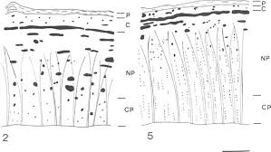 Image result for Cassinopsis tinifolia