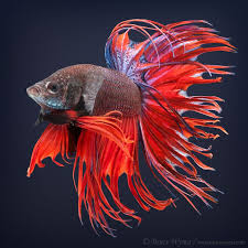 Bettas Bruce Wyma Betta Fish Fish Betta