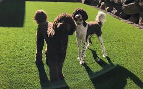 How to install artificial grass for pets like a pro the basic steps of installing artificial grass. Artificial Grass For Dogs Pet Turf Installation In Seattle