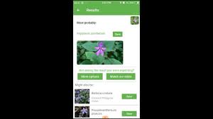 Image result for Impatiens zombensis