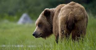 Much of the hunting is done from a boat with a drop ramp and heated cabin. How Much Does A Brown Bear Weigh Today I M Home