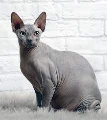 Up to date on shots. Caring For Your Sphynx Cat Catwatch Newsletter