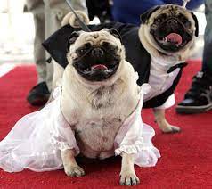 Bride And Groom Bow Wow Wedding Vows At Aspen Grove Animals Cute Animals Pugs In Costume