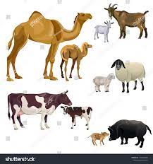 Camels are working animals especially suited to their desert habitat and are a vital means of. Pin On Ajil
