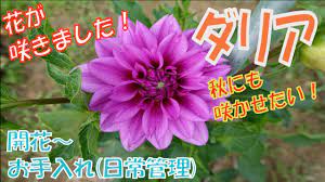ダリアの花が咲きました！【開花】【お手入れ】～秋にも咲かせるために～ - YouTube