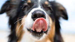 That dry, cracked surface of the nose. Can I Tell If A Dog Is Sick By Feeling Its Nose
