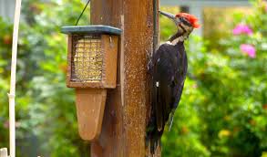 Ace makes choosing the right bird feeder easy. Woodpecker Woes First Do No Harm Then Follow This Simple Advice For Dealing With Woodpeckers And The Damage They Can Cause