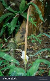 Image result for Gonatopus