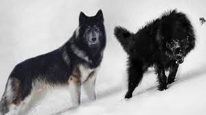 Might be some rpk dogs and/or wolf hybrides, husky x. These 10 Dogs Look Really Like Wolves Youtube