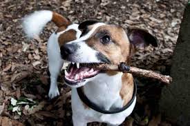 448 free images of jack russell. At What Age Do Jack Russells Calm Down Embora Pets