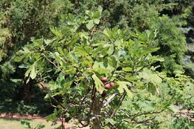 Der feigenbaum kann im garten, kübel oder in der wohnung gehalten werden. Feigenbaum Pflege Vermehren Und Schneiden Gartendialog De
