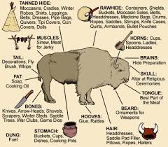 Uses For Every Part Of The Animal Native American Studies Native American History American History