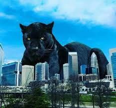 Shop for carolina panthers gear! Pin By Tabby On Amimals Carolina Panthers Colors Panther Nation Carolina Panthers