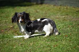 Black And Tan Long Haired Dachshund For Sale Dapple Miniature Dachshund Miniature Dachshunds Piebald Dachshund Dachshund